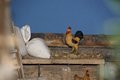 Natale 2015 (11)