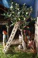 Natale 2015 (23)