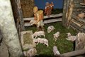 Natale 2015 (31)