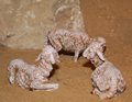 Natale 2016 (20)