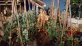 Natale 2017 (8)