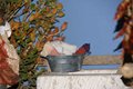 Natale 2019 (14)