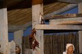 presepe 2021 (14)