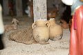 presepe 2021 (12)