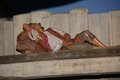 presepe 2021 (10)