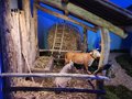 presepe 2022 (15)